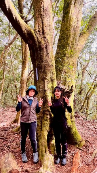 🌈1/18（日）忘憂森林×金柑樹山×溪頭天文台✨FB：熊熊趴爬走🌈2983962