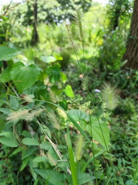 大安森林公園、港墘公園、文德三號公園【走路趣尋寶】【臺北健走趣】2549693