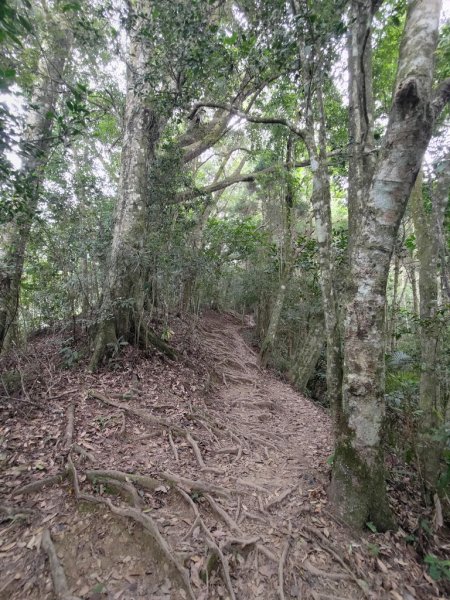 【新竹縣北埔鄉】五指山步道2833625