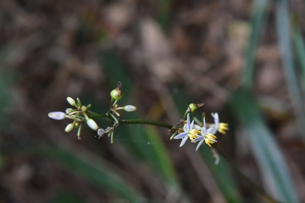 樹林大棟山／小百岳0151408554