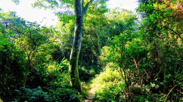 桃園石門山2916131