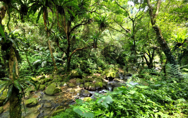 極美溪流叢林，馬胎古道，連走南坪古道