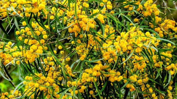 白石湖沒有百合花。晶片關稅2781572