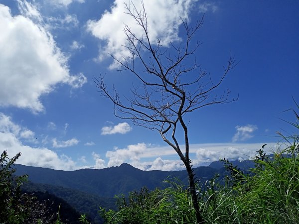 塔曼山：新北市第一高峰之樹的國度1860907