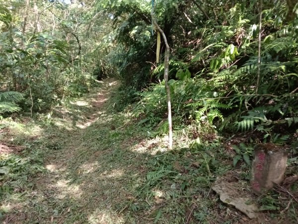 雙溪區內盤山坑古道+石硿子越嶺古道+盤山坑古道+過火坪古道O型2914388