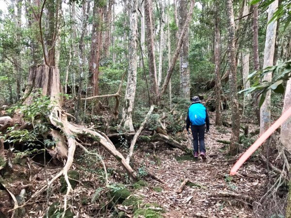 八仙山駐在所環走八仙山1251606