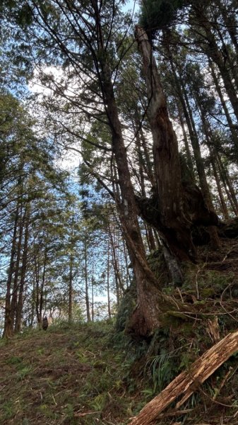 太平山運材軌道見晴線2588839