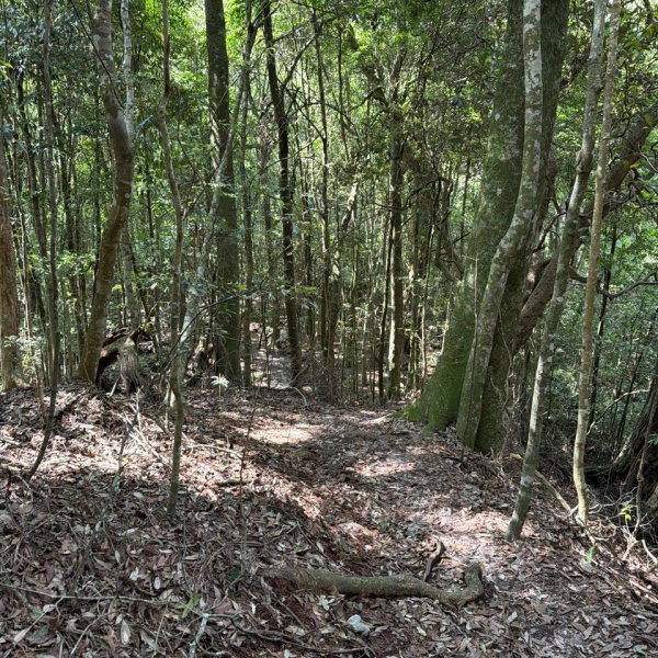 1150619屋我尾山北峰-屋我尾山主峰-屋我尾林道O繞3078457