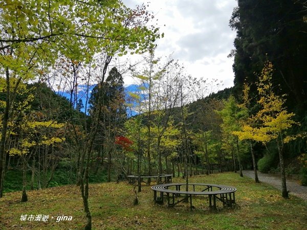 沐浴山林芬多精。 杉林溪穿林棧道1274707