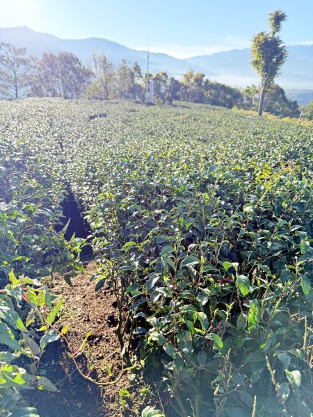 南投仁愛.埔里基石巡禮--眉溪山.東關刀山(北北峰.北峰）.墘溪山.石盤坑山    2024.12669680