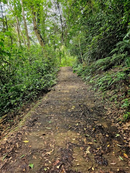 渡南古道+飛鳳古道 - 2024森遊竹縣皮皮獅Hike客任務2555032