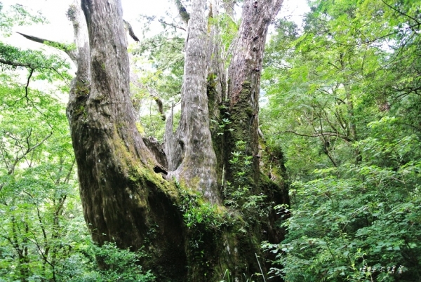拉拉山巨木群@拉拉山自然保護區