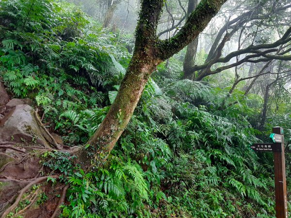 臺北大縱走2：興福寮登山口至小油坑791141