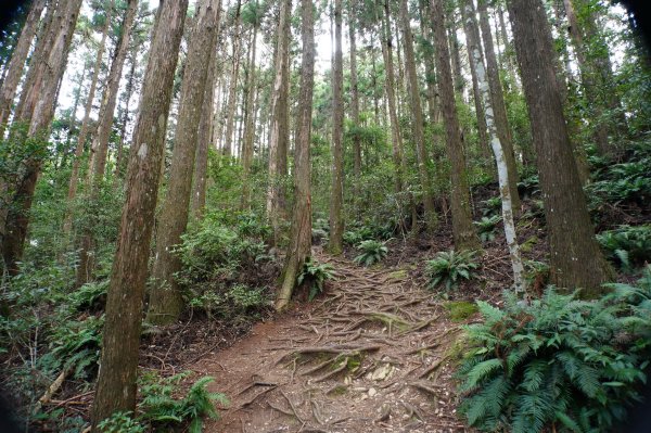 新竹 五峰 野馬瞰山2924661