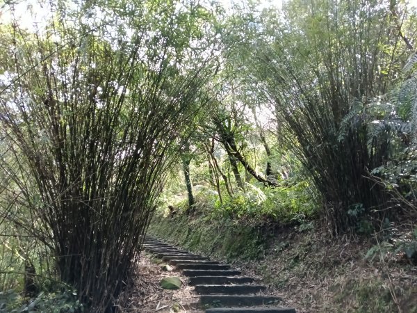 姜子寮山步道2734828