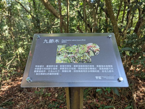 漂亮的五葉松及很有特色的圓木棧道：大坑5-1及5號步道＆頭嵙山（小百岳#41）1879158