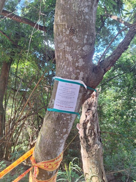 田中森林登山步道＋茶香步道＋赤水崎公園步道202508172862070