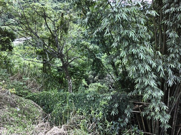 [玉山尋寶任務-07/12] 2025_0824 八通關雲龍瀑布步道2870368