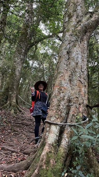 塔曼山越嶺達觀山連走拉拉山巨木群 - 神木巨木之旅1363249