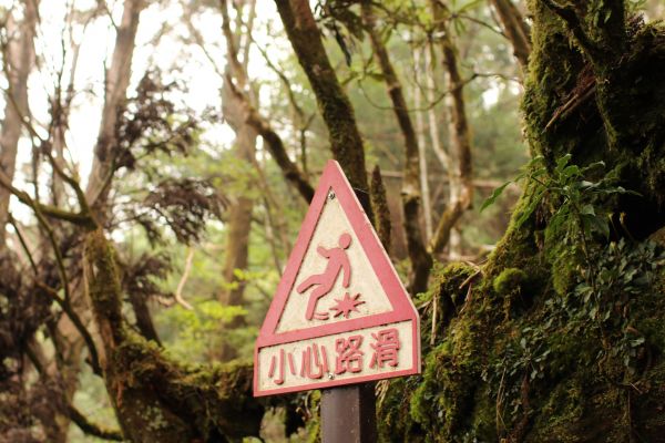 太平山檜木原始林步道181597