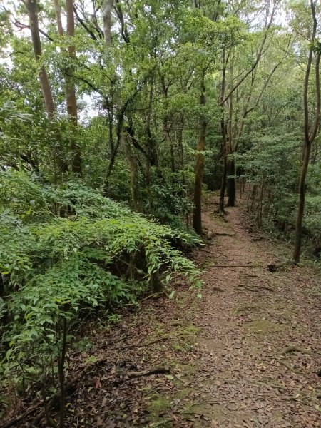 平溪區三功大厝+番子坑山+千階嶺步道O型2781180