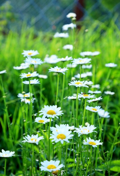 霧裡看花/這一季的東峰杜鵑597649