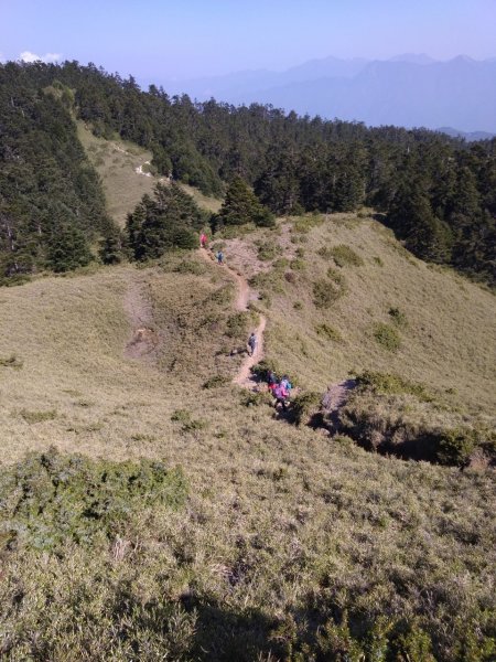 合歡山五座百岳賞杜鵑花587096
