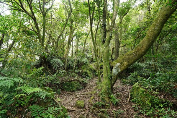 臺北 文山 指南山、猴山岳、魚衡山、大前坑山、猴山坑山、祥光寺後山、金頭山2774979
