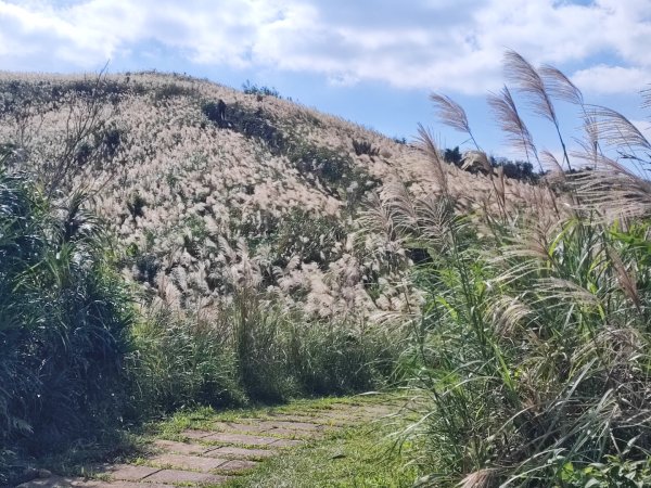 草嶺古道/桃源谷步道芒花季2411413