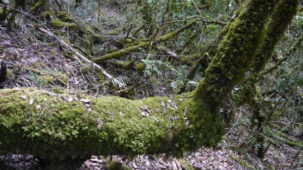 馬武佐野郡山登山健行趣(中級山)1508799