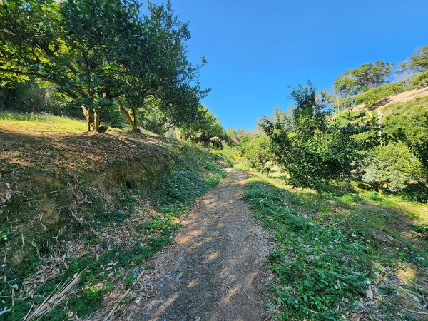 20250114石井山、榴子坑山、後脊山、龍頂山2728589