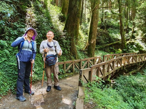 【阿里山】特富野古道1093712