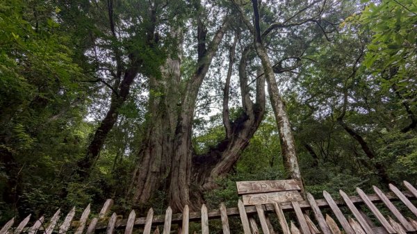 鎮西堡巨木步道群 (B區)2861157