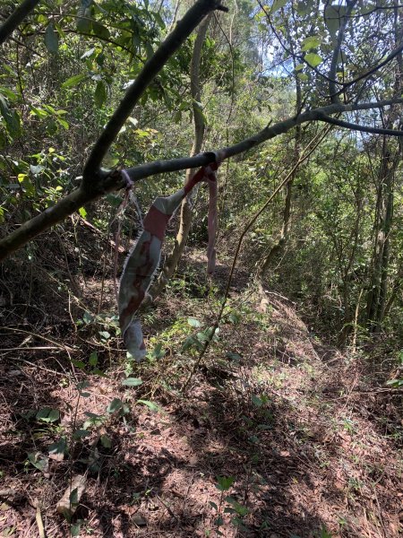 20250531屏東武潭山2803185