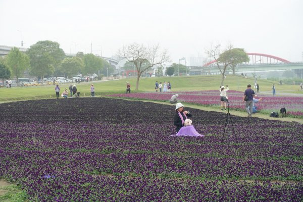 古亭河濱公園紫色花海1286093