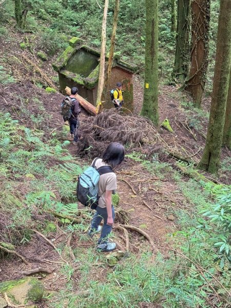 鹿屈山-杉林溪賞花趣2816488