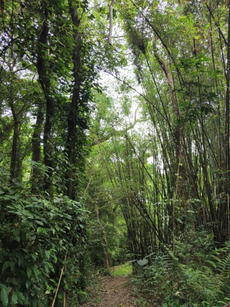 2024.04.14 倒別牛登中坑山飛鳳山O型2922818