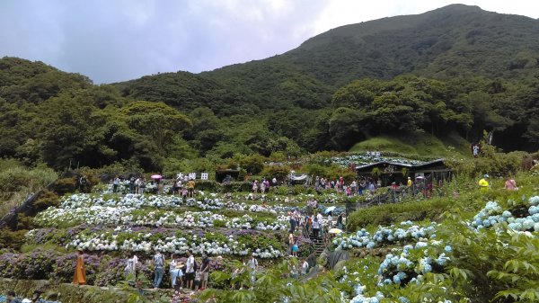 【臺北大縱走2】頂湖和竹子湖賞繡球花海芋981869