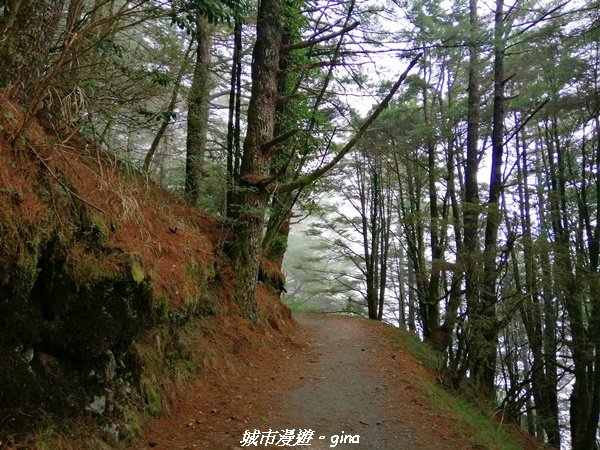 【南投。仁愛】走一段悠悠歷史的能高越嶺道x 入住台灣百岳的五星級天池山屋1376665
