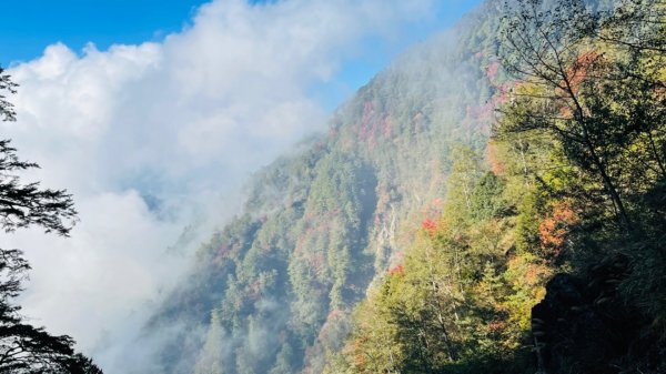 1101211大雪山230林道9.2k/雪山西稜登山口1546544