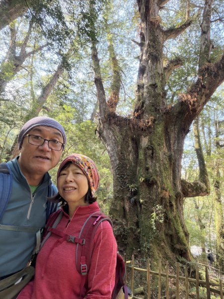 司馬庫斯巨木步道+櫻花祭202602193009444