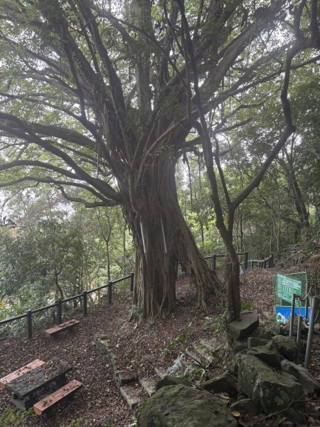 20251025南化龍湖寺至紫竹寺O繞(石松子山.大竹崙山.竹子尖山)2925082