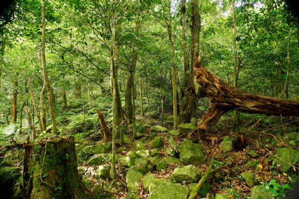 新竹 尖石 八五山、李崠山、鳥嘴下山3060741