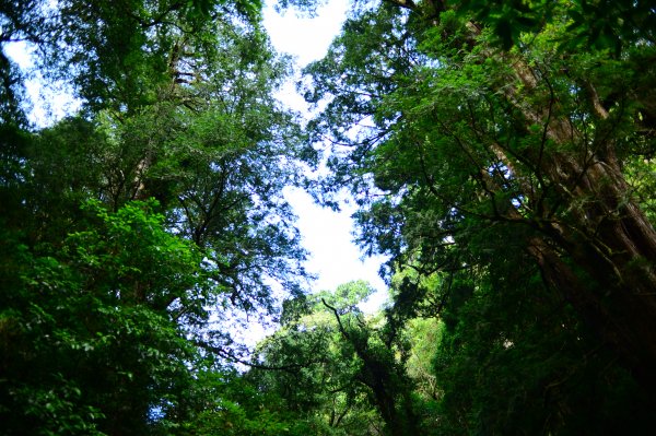 蔥鬱的巨木山林~~享受芬多精1093931