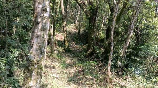 雙溪區三分二山-烏山古道東段-烏山1號O型3047440