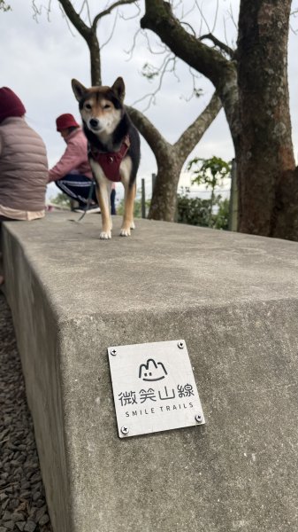 20260111微笑山線：【大棟山系】405高地段+百年大榕樹段2982898