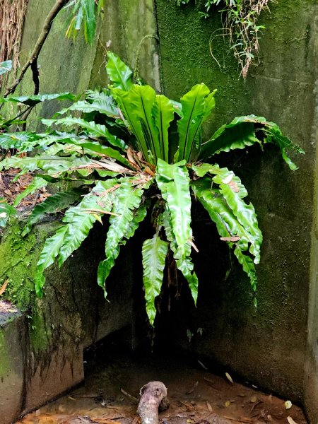 2026年臺北大縱走第六段：中華科技大學至捷運麟光站3026047