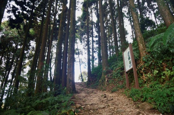 奮起湖大凍山步道2011385