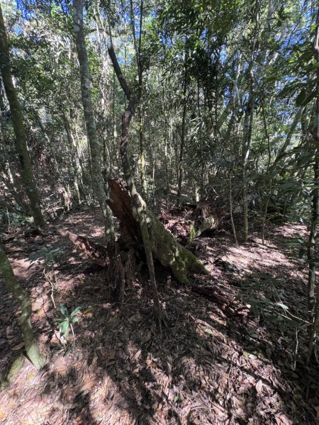 20251116鳴海山、網子山登山步道2938412