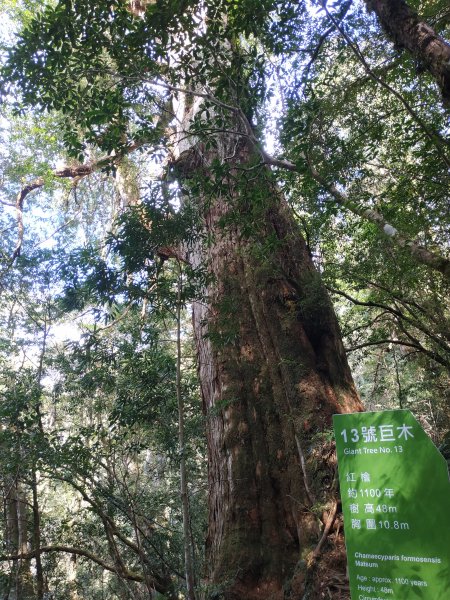 拉拉山神木群步道1657513